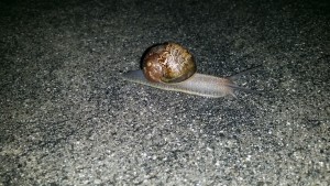 Sidewalk Snail 5