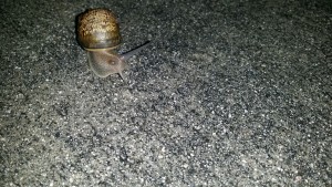 Sidewalk Snail 4