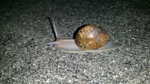 Sidewalk Snail 2