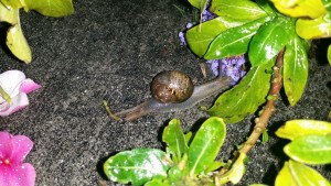 Sidewalk Snail 1